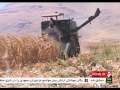 iran harvesting feed cattle corn kermanshah province برداشت ذرت خوراك دام استان كرمانشاه ايران