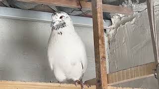 Iranian pigeons (کبوتر کله برنجی اصیل ایرانی)