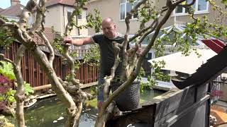 Hazel corkscrew pruning