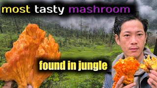 one of the most tasty mashroom//found in jungle 🤯🤯ab toh Mazza aaiga??