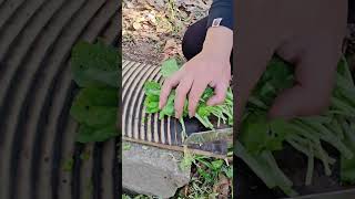 RT 812038111 mini rotary tillage and ridging all-in one tree #shorts #vegetables  #satisfying #fyp