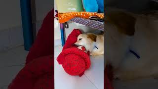 मेरे डॉगी ने टेडी के साथ क्या किया😭#funnydogs #shorts