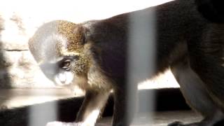 Baby De Brazza's Guenon (7 months old).ブラッザグエノンの赤ちゃん（生後七ヶ月）。