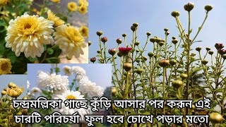 Chrysanthemum Plant Care/কুঁড়ি আসার পর চন্দ্রমল্লিকা গাছের পরিচর্যা #chrysanthemum #chandramallika