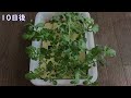 regenerated vegetables with arugula filtered wool regrow vegetables