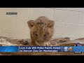 Lion Cub Will Make Public Debut At Denver Zoo On Wednesday