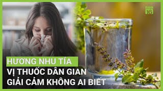 Cây hương nhu: Giải cảm, hạ sốt hiệu quả | VTC16