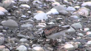 野鳥撮影・ キョウジョシギの食事　Ruddy Turnstone