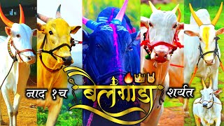 🔥Bailgada sharyat Tik tok video|🐂 Bailgada sharyat status video | Marathi attitude status