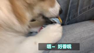 Corgi FeiFei. 柯基肥肥超級愛咬襪子，剛脫下的襪子狗狗最愛咬