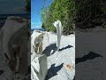 Whale Bone at Sirum Island Pandami Sulu #nature #island #sulu #explore #beach #beauty #whale #reels