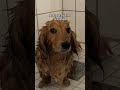 Noodle in the rain 🌧️ vs shower 🚿 #dog #cutedoglover #goldenretriever #doglover #puppy