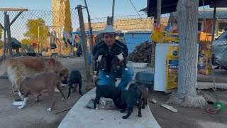 Les muestro cómo van creciendo las mascotas y mando saludos alos suscriptores del canal