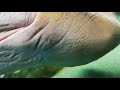 鴨川シーワールド　セイウチ　タック♪　大きいなぁ🤗　walrus