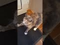 Cute cat #shortsviral #shortvideo #shortsvideo