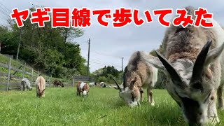 ヤギ目線で牧場を歩いてみた　2022年5月2日 Goat Farm 手作りヤギ牧場 吉がけ牧場