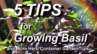 The Herb Container Garden Tour + 5 Tips for Growing Basil & Identify Scale Insects
