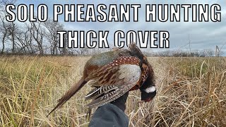 SOLO PHEASANT HUNTING PUBLIC LAND {ALMOST LIMITED OUT}