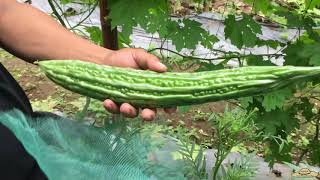 v50: Maganda rin to Try nyo! Ampalaya Fruit Bagging using Mosquito Net.