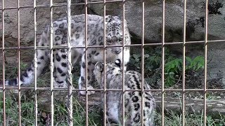 ユキヒョウ親子「ミミ＆フク 」②（多摩動物公園2018.10）Snow Leopard Mother \u0026 Cub