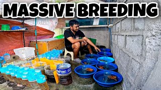 IBAT IBANG URI NG BETTA ANG NA BREED KO | SHOUT OUT