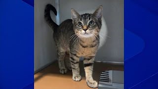 Atari the kitten up for adoption at the Humane Educational Society of Chattanooga