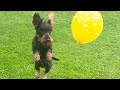 Dachshund Teddy‘s balloon acrobatics #TeddyTheDachshund