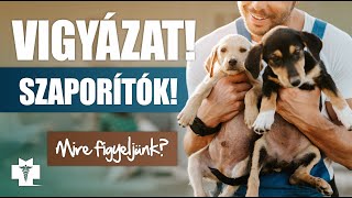 Tenyésztők VS. szaporítók! MIRE FIGYELJETEK?!