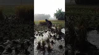 দেখুন কিভাবে হাঁস ধরতে হয় #funny #comedyshorts #comedy #comedyvideos #shortvideos #fun