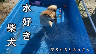 【柴犬】水浴びするもっちゃん！