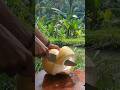 Peeling super sweet yellow coconuts #satisfying #asmr #shorts