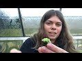 pinguicula unboxing mexican butterworts