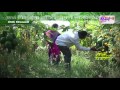 peek perni papaya farming in shirdi