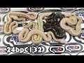 24bpC132 fm Chocolate Het Clown Het Gstripe ​x m Gstripe Clown Banana Butter Spider Pastel