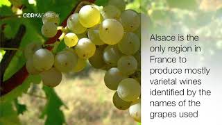 Discovery of Alsace wines with Domaine Schlumberger