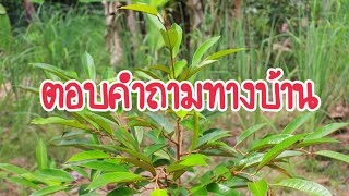 ตอบคำถามทางบ้าน คำถามที่พบบ่อยไปรับฟังกันเลยครับ @Durian-Isan-Sandy_loam