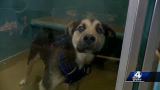 Greenville Co. Animal Care ends temp agreement with Upstate county