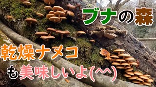 【キノコ狩り】ブナの森でナメコさがし！