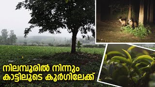 നിലമ്പൂരിൽ നിന്നും കാട്ടിലൂടെ കൂർക്ക ലേക്ക്..#nilamboor #coorge#traval#forest