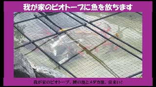 我が家のビオトープに魚を放ちます highlight