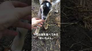 【short動画】指をしゃぶりたがる仔ヤギのめいちゃん