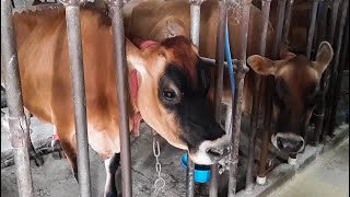 How we milk fresh cows in a tie stall barn