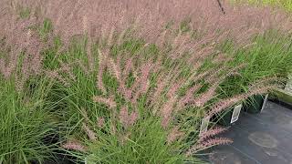 Pennisetum 'Karley Rose' // Lovely🌝Ornamental Grass - Silky, Swaying Rose-purple Flower Plumes!