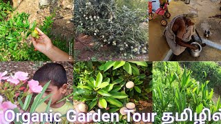 Organic garden tour in tamil/நம்ம தோட்டம் பார்கலாம் வாங்க/Fruit garden/beautiful garden/garden vlog