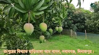 হাড়িভাঙ্গা আম বাগন-২০২২ #আম #mango