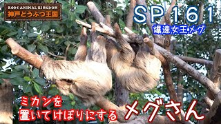 ＳＰ１６１　ミカンを置いてけぼりにするナマケモノ（メグさん）