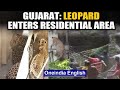 Leopard enters residential area in Gujarat's Dahod, creates panic: watch | Oneindia News