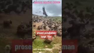 PEMAKAMAN LANGIT TIBET, JENAZAH DIMAKAN BURUNG #shorts #pemakaman #langit #tibet #dimakan #burung