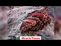 things under a microscope part 2 objects under a microscope ks infinity telugu