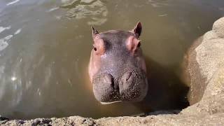 濁ってて見えないけどぜったい二足歩行♪【旭山動物園】旭子お母さんと仔カバ